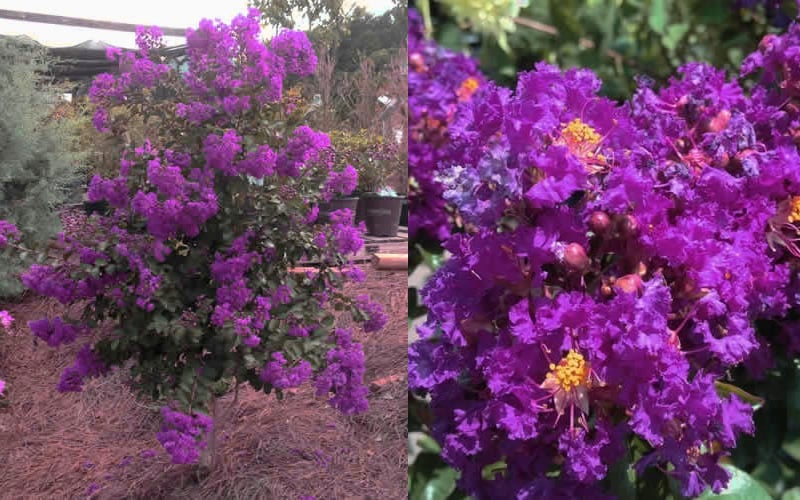  Purple Magic Crape Myrtle - 3 Gallon Pot