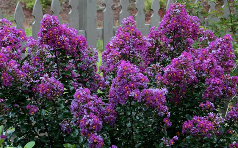  Purple Magic Crape Myrtle - 3 Gallon Pot