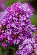  Purple Magic Crape Myrtle - 3 Gallon Pot (3-4')