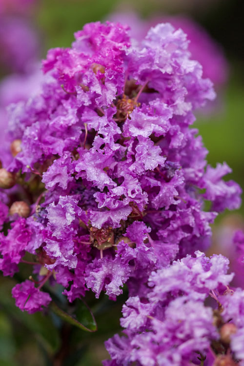  Purple Magic Crape Myrtle - 3 Gallon Pot (3-4')