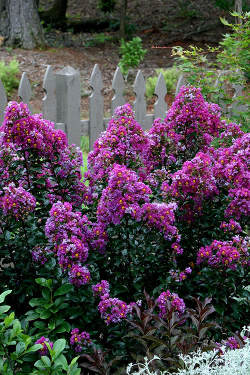  Purple Magic Crape Myrtle - 1 Gallon Pot