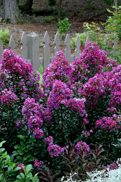  Purple Magic Crape Myrtle - 3 Gallon Pot