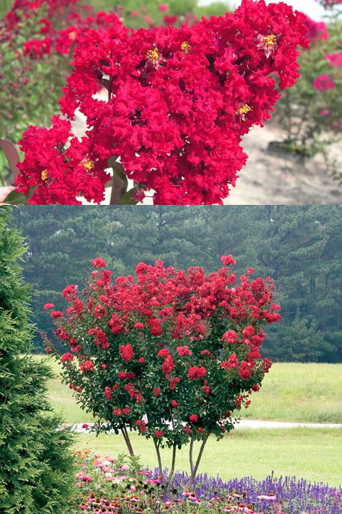  Red Rocket Crape Myrtle - 1 Gallon Pot