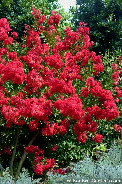  Red Rocket Crape Myrtle - 3 Gallon Pot