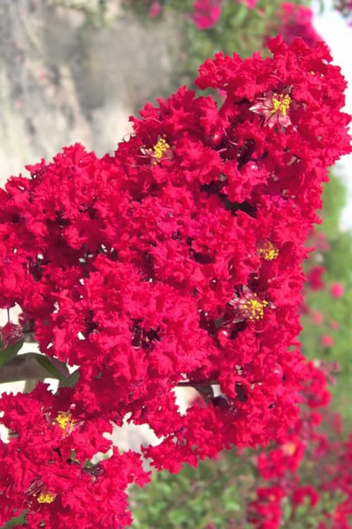  Red Rocket Crape Myrtle - 1 Gallon Pot