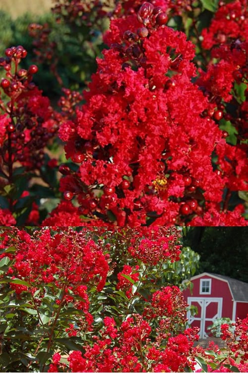  Red Rooster Crape Myrtle - 2 Gallon Pot