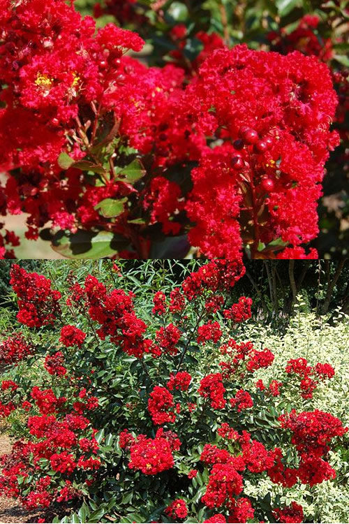  Red Rooster Crape Myrtle - 2 Gallon Pot
