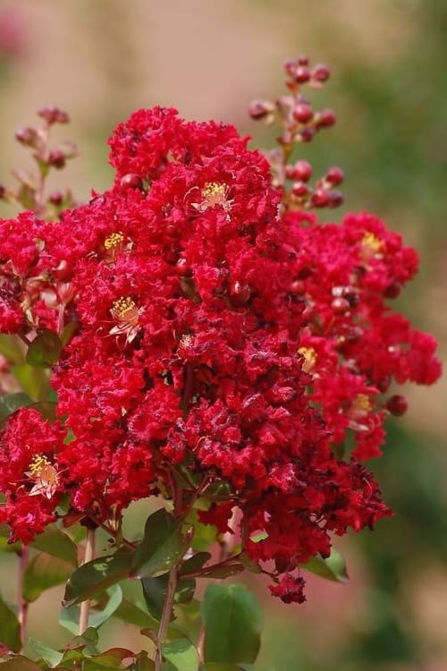  Red Rooster Crape Myrtle - 2 Gallon Pot