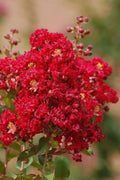  Red Rooster Crape Myrtle - 2 Gallon Pot
