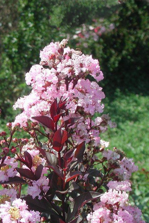  Rhapsody In Pink Crape Myrtle - 3 Gallon Pot
