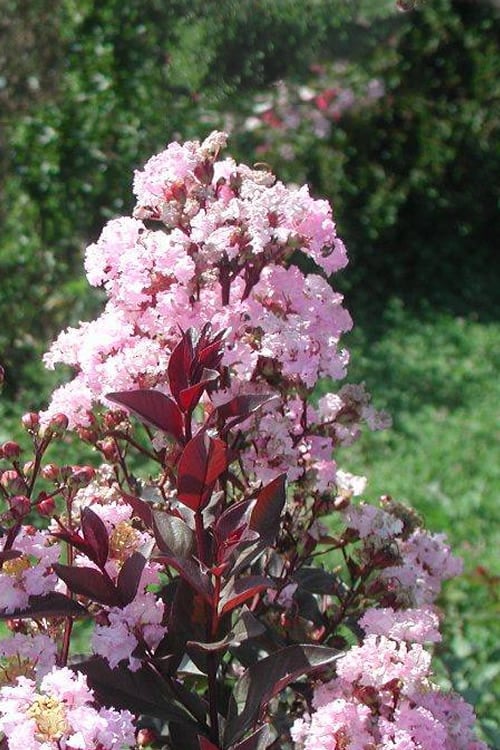  Rhapsody In Pink Crape Myrtle - 1 Gallon Pot 