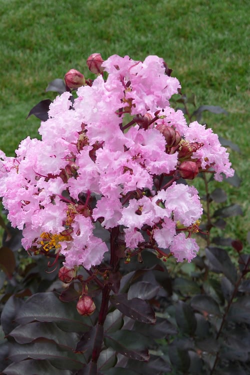  Rhapsody In Pink Crape Myrtle - 1 Gallon Pot 