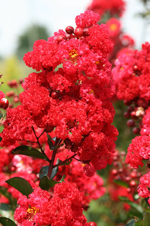  Ruffled Red Magic Crape Myrtle - 3 Gallon Pot