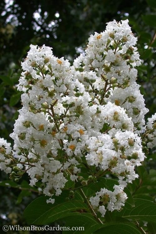  Sarah's Favorite Crape Myrtle - 7 Gallon Pot (5-6') 