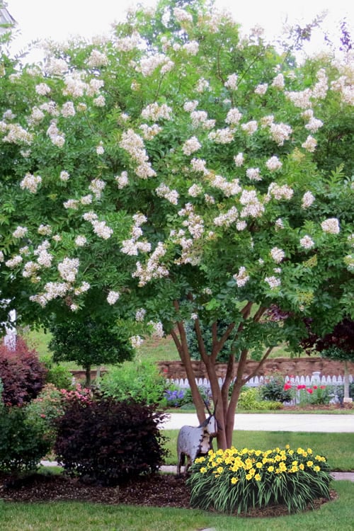 Sarah's Favorite Crape Myrtle - 6 Pack Of 1 Gallon Pots
