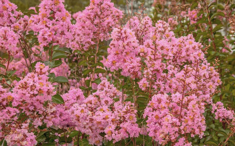  Sioux Pink Crape Myrtle - 1 Gallon Pot