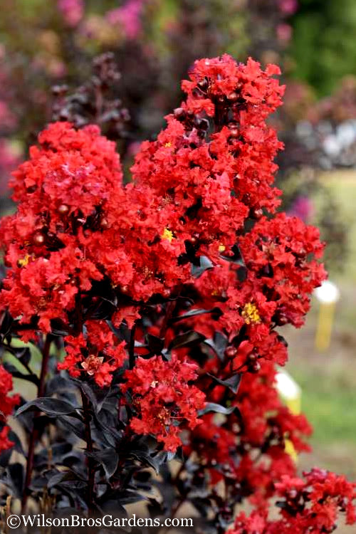  Sunset Magic Crape Myrtle - 1 Gallon Pot