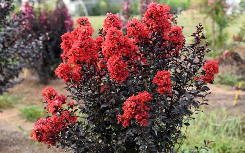 Sunset Magic Crape Myrtle - 1 Gallon Pot