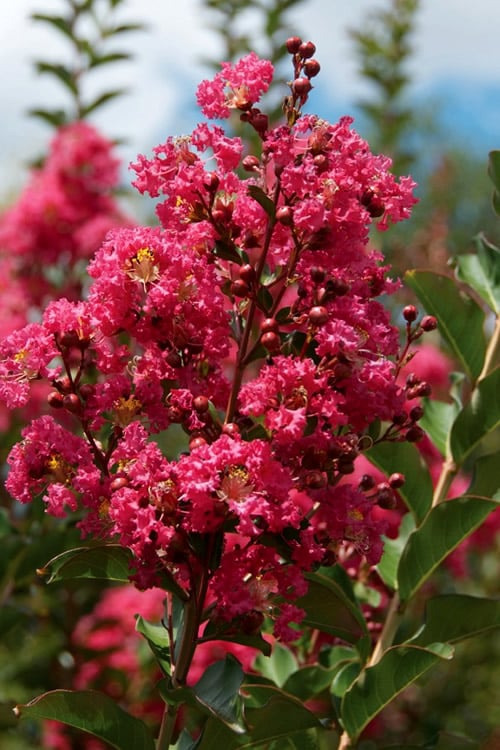  Tonto Red Crape Myrtle - 5 Gallon Pot