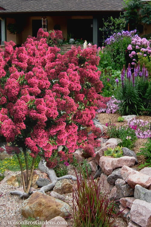  Tonto Red Crape Myrtle - 7 Gallon Pot (4-5')
