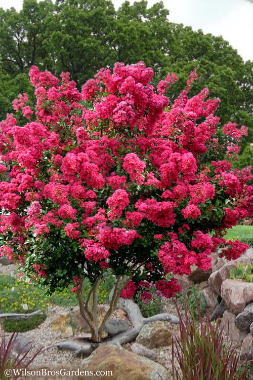  Tonto Red Crape Myrtle - 5 Gallon Pot