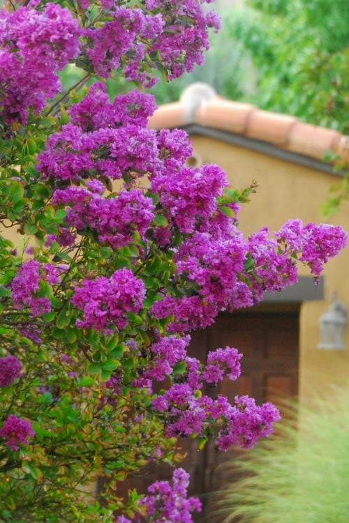 Zuni Purple Crape Myrtle - 6 Pack 1 Gallon Pots