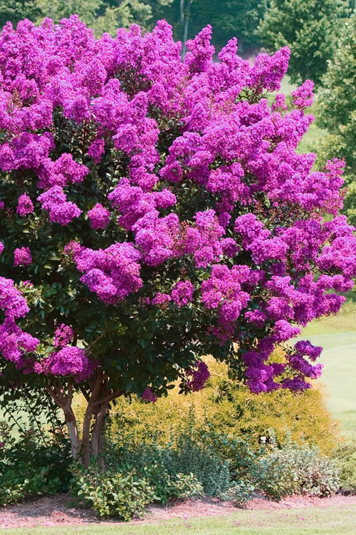  Zuni Purple Crape Myrtle - 6 Pack 1 Gallon Pots