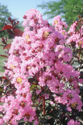  Rhapsody In Pink Crape Myrtle - 3 Gallon Pot