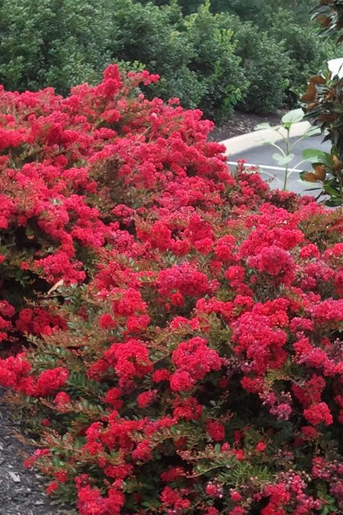  Cherry Dazzle Dwarf Crape Myrtle - 1 Gallon Pot