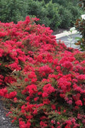  Cherry Dazzle Dwarf Crape Myrtle - 1 Gallon Pot