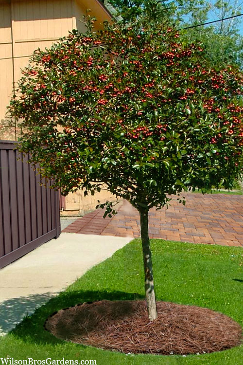  Mayhaw Tree (Crataegus Astivalis) - 5 Gallon Pot
