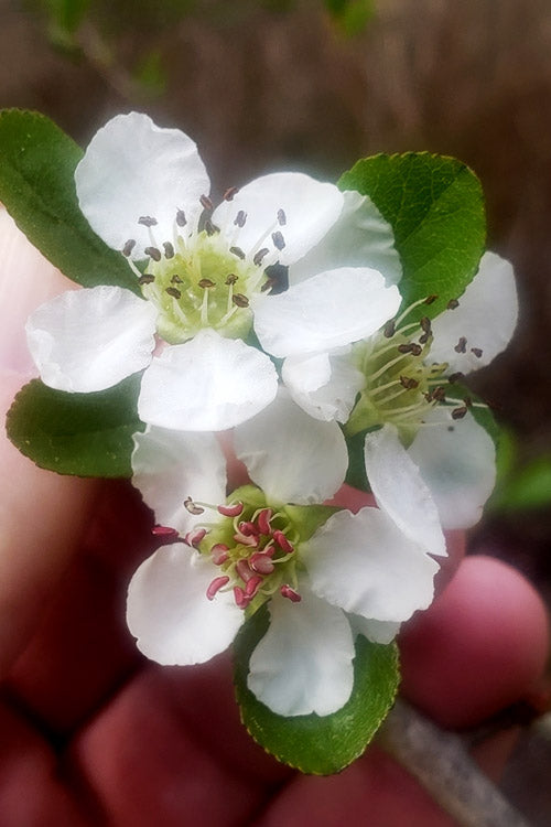  Mayhaw Tree (Crataegus Astivalis) - 5 Gallon Pot