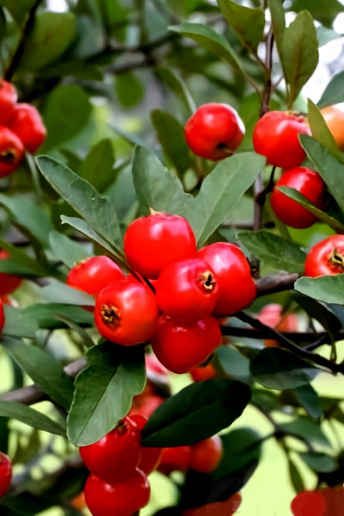  Mayhaw Tree (Crataegus Astivalis) - 5 Gallon Pot