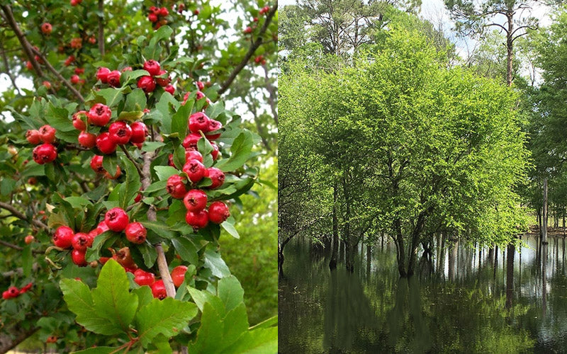  Mayhaw Tree (Crataegus Astivalis) - 5 Gallon Pot
