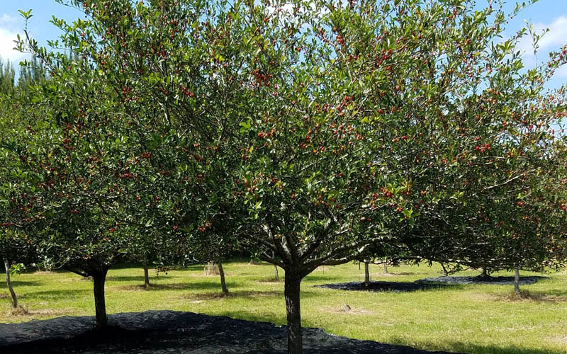  Mayhaw Tree (Crataegus Astivalis) - 5 Gallon Pot