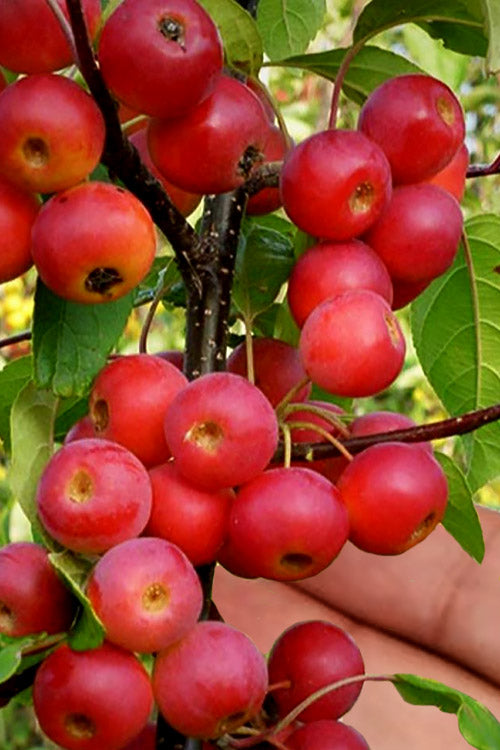  Mayhaw Tree (Crataegus Astivalis) - 5 Gallon Pot