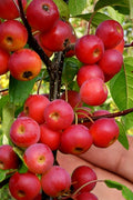  Mayhaw Tree (Crataegus Astivalis) - 5 Gallon Pot