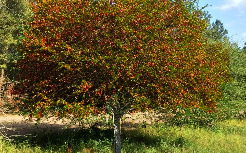  Mayhaw Tree (Crataegus Astivalis) - 5 Gallon Pot