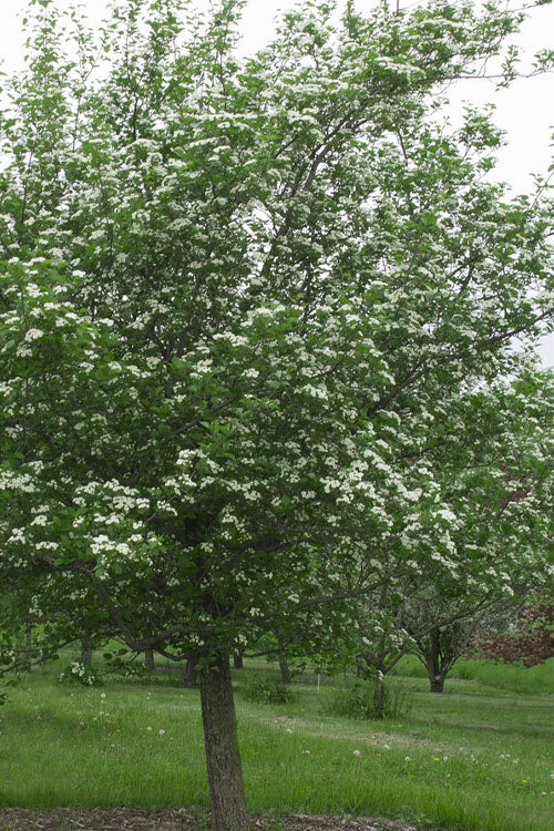  Mayhaw Tree (Crataegus Astivalis) - 5 Gallon Pot