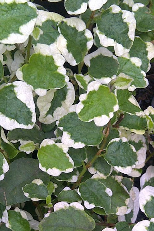  Variegated Creeping Fig (Ficus Pumila 'Variegata') - 10 Pack Of 4" Pint Pots