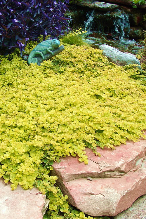  Golden Creeping Jenny - Lysimachia Nummularia Aurea - 6 Pack Of Pint Pots