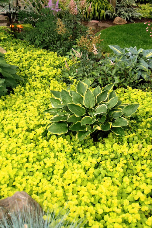  Golden Creeping Jenny - Lysimachia Nummularia Aurea - 18 Pack Of Pint Pots