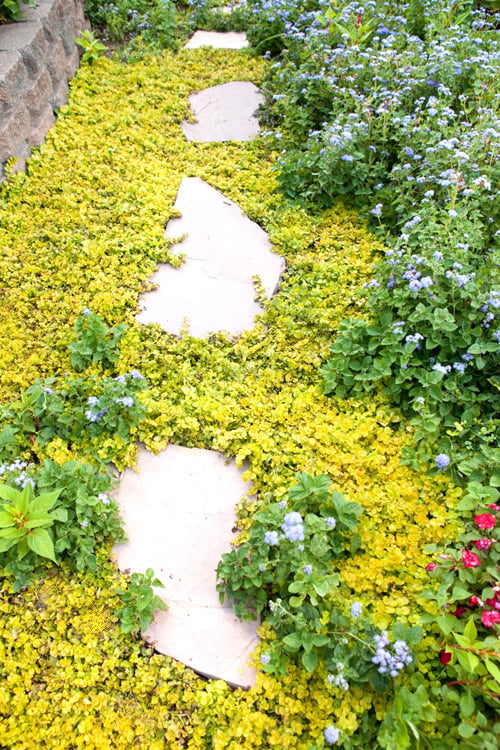  Golden Creeping Jenny (Lysimachia Nummularia 'Aurea') - 5 Pack Of Quart Pots