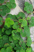  Creeping Raspberry (Rubus Calycinoides) - 1 Gallon Pot