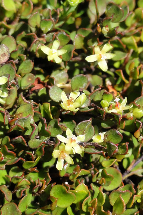  Creeping Wire Vine (Muehlenbeckia Axillaris) - 18 Pack Of Pint Pots