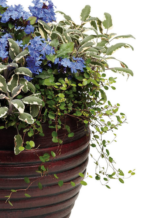  Creeping Wire Vine (Muehlenbeckia Axillaris) - 18 Pack Of Pint Pots