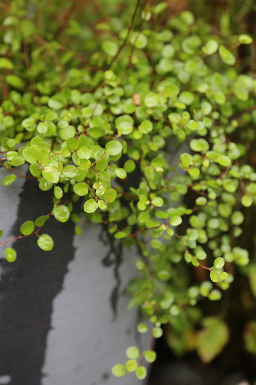  Little Leaf Creeping Wire Vine (Muehlenbeckia Axillaris 'Nana') - 10 Pack Of 4" Pots