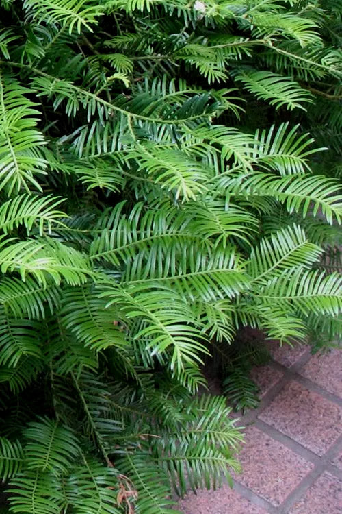  Creeping Japanese Plum Yew (Cephalotaxus Harringtonia 'Prostrata') - 7 Gallon Pot
