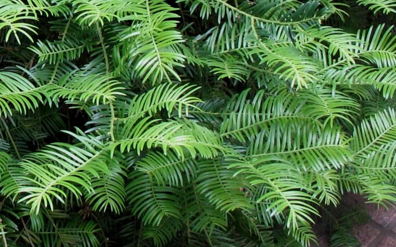  Creeping Japanese Plum Yew (Cephalotaxus Harringtonia 'Prostrata') - 2.5 Quart Pot
