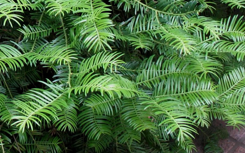  Creeping Japanese Plum Yew (Cephalotaxus Harringtonia 'Prostrata') - 1 Gallon Pot